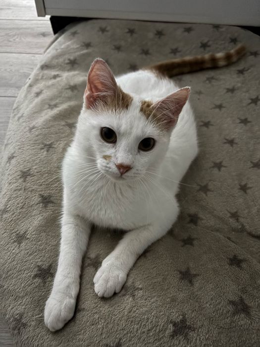 Loki isi cauta o familie