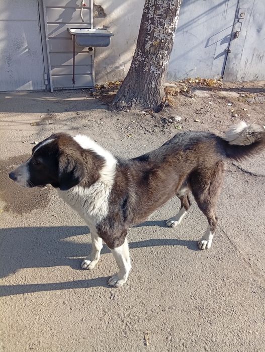 Продам Сучку 1 год Казахская