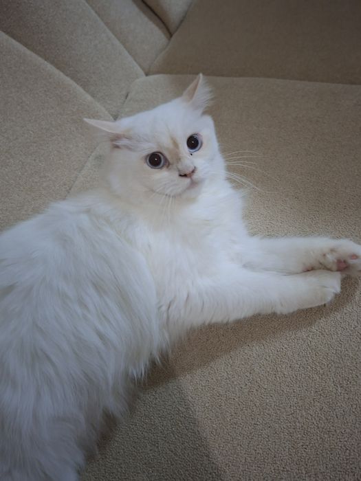 Зотдар мушуг сотилади