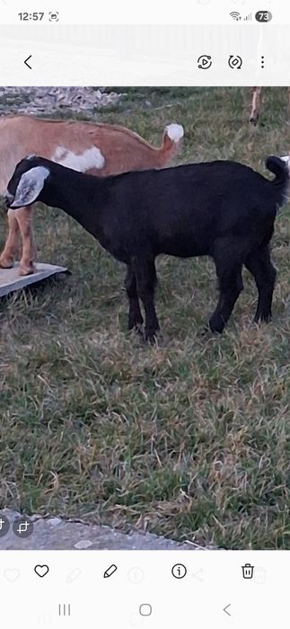 Vând tăpuc si iedă