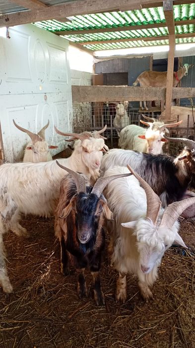 De vinzare tapi pentru ținut sau de taiat