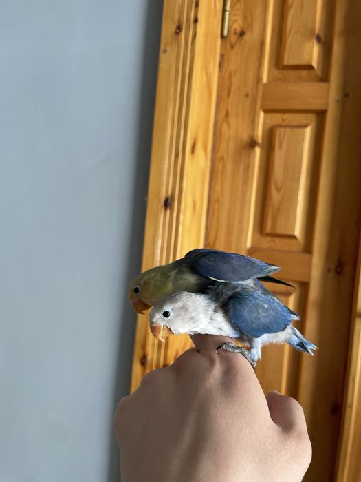 Продаются ручные попугаи неразлучники