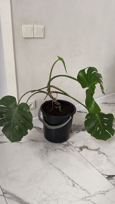 Продам комнатные цветы