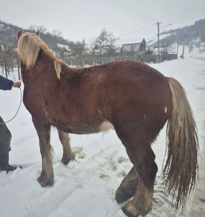 Vând mânz de un an și 4 luni