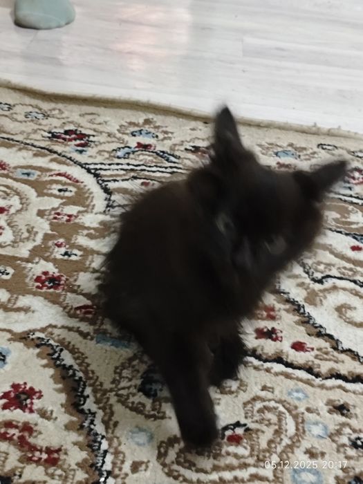 Котенки 2 штук .