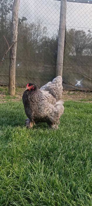 Pui si pasari adulte Brahma si Australorp