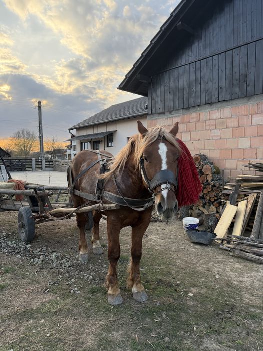 Cal de vanzare de 2,5 ani