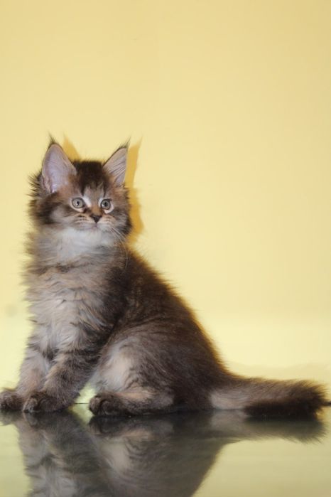 Мейн-кун мальчик