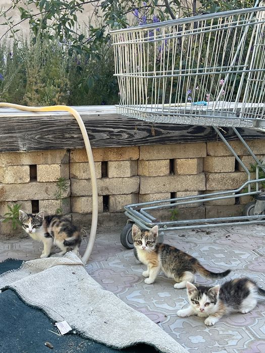 Котятя в добрые руки