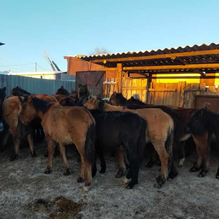 Жеребята 300тыс доставка