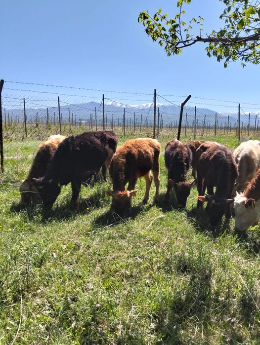 Продаются бычки .