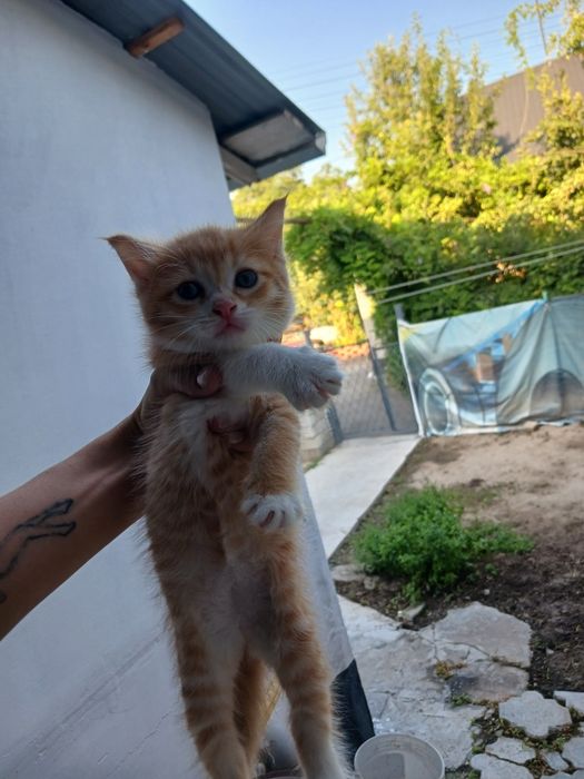 Отдам котят в добрые и ласковые руки