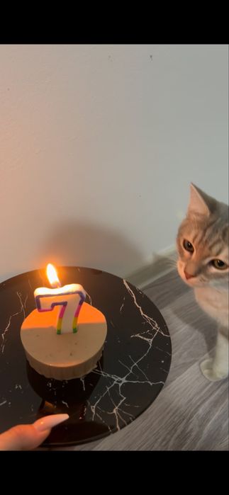 ищем дом для кошечки Войси