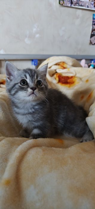 Продажа породистых котят,  им 2-мес.