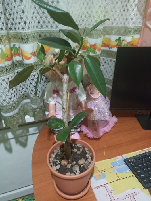 Алоэ продам алоэ