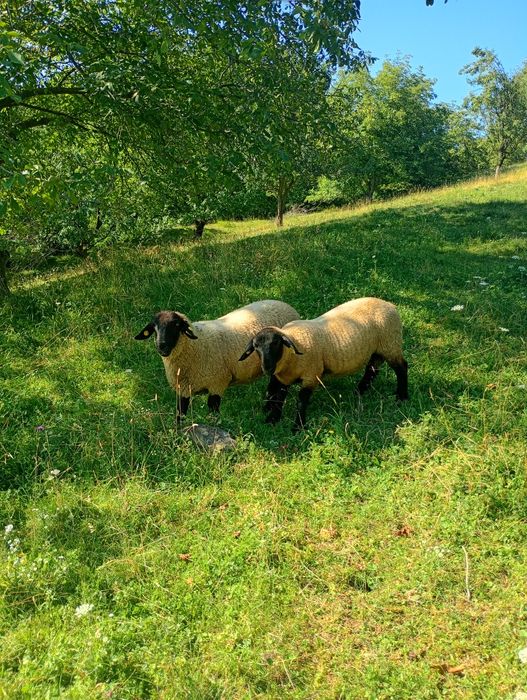 Berbecuți suffolk