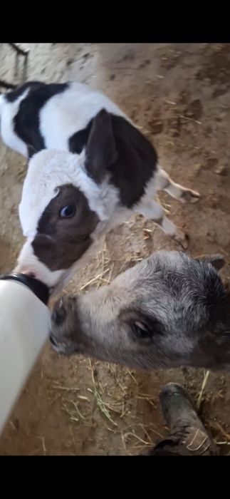 бузаулар телёнки ар турлы возраст