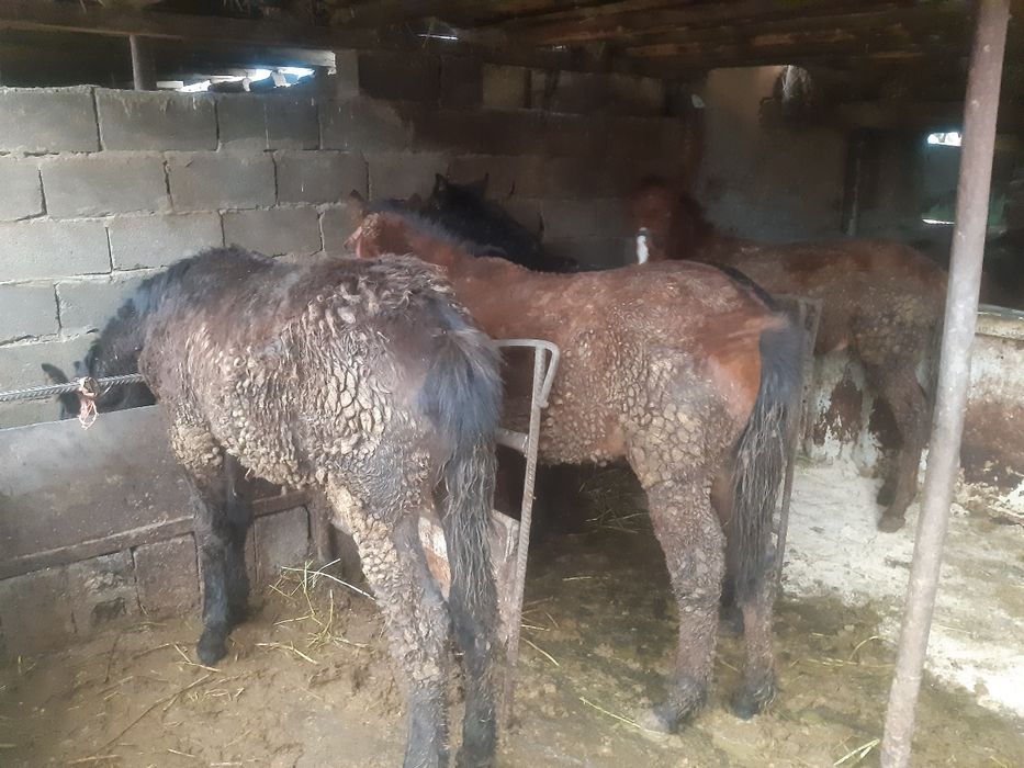 Продаётся жеребьята