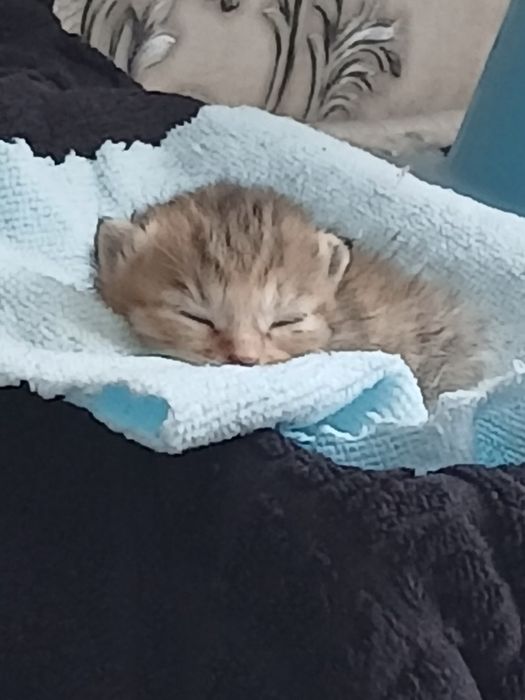 Ищем хозяина:маленький котёнок