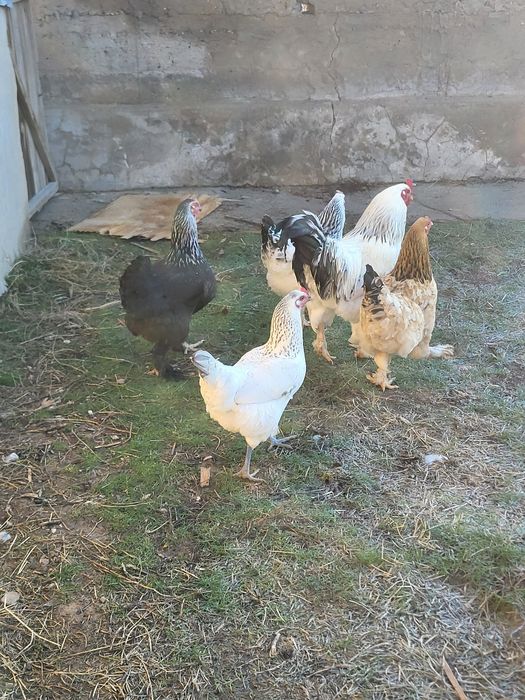 Осы тауық сатылады