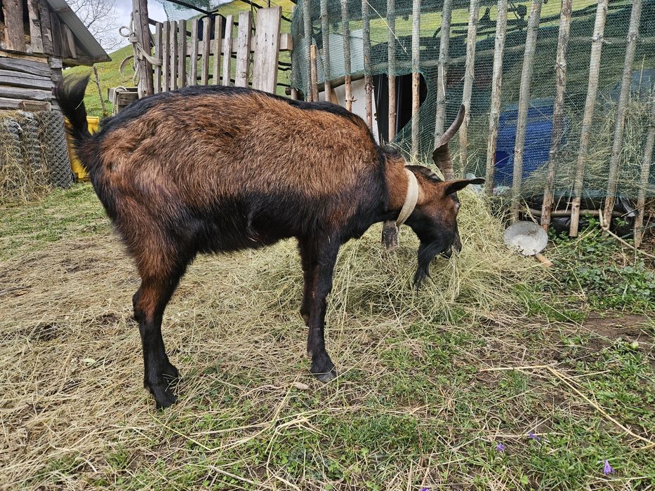 Țap de vanzare  cuminte