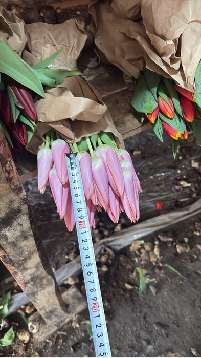 Астана тюльпан оптом и в розницу