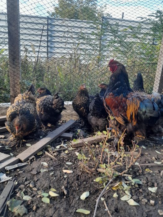 Ouă și pui Brahma BSO,HD,HÎ,Columbia,Potârnichiu și rase pitice cochin