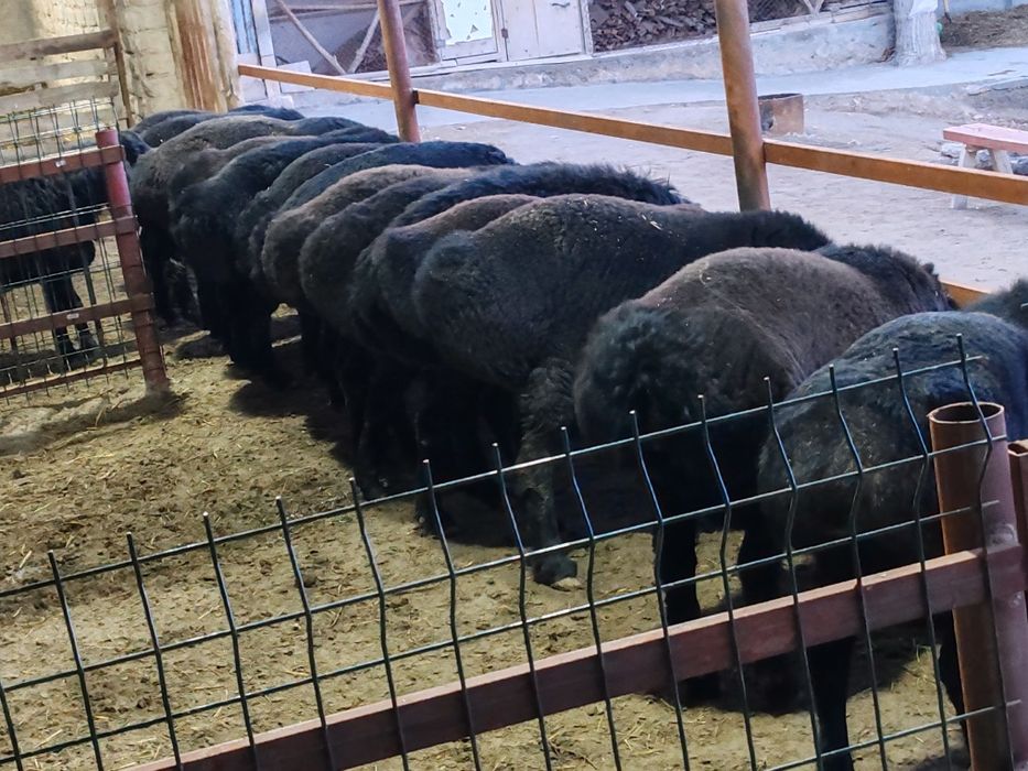 Кучкорлар сотилади кулай нархларда