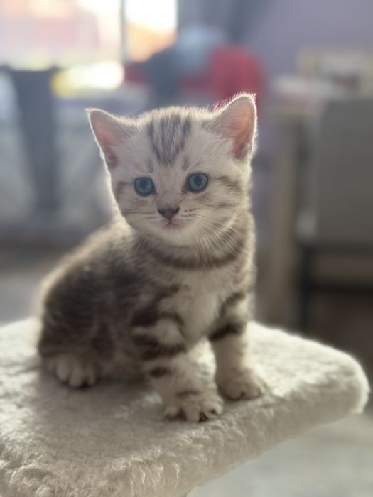 Котята британцы мальчики