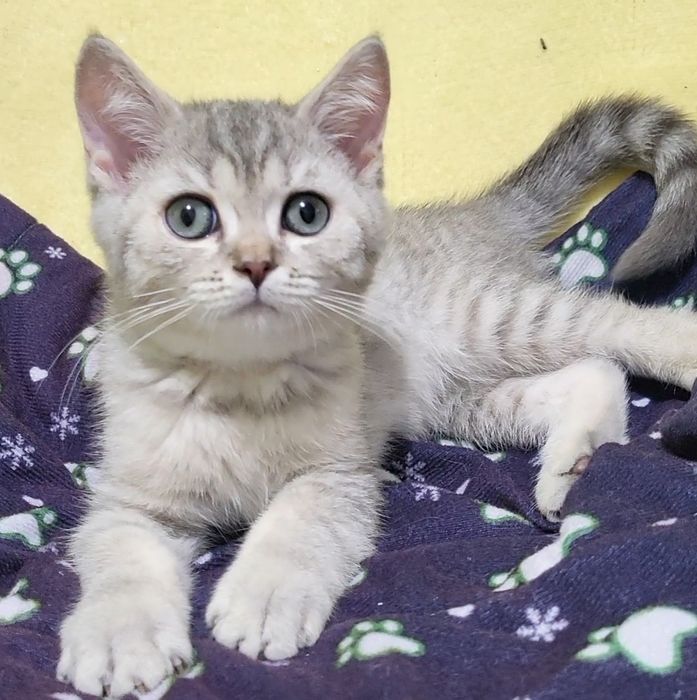 British shorthair