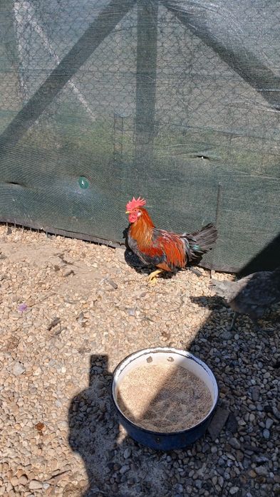 Cocoșei leghorn din 07 martie, italian, ameraucana