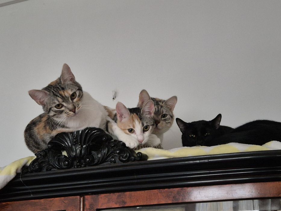 Pui de pisica, 7 luni, adoptie pisici