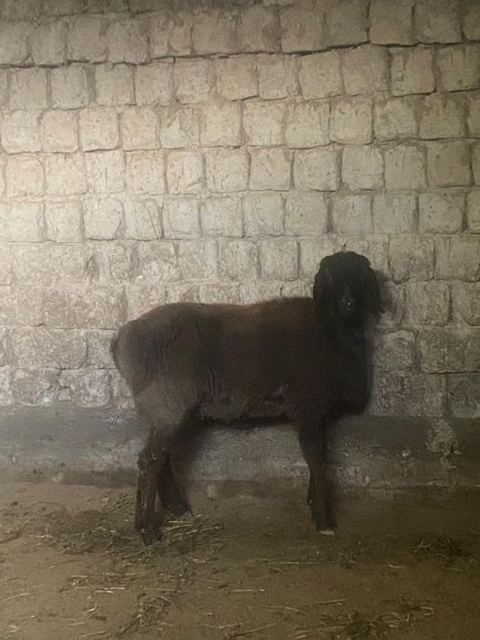 Еркек тоқты сатылады