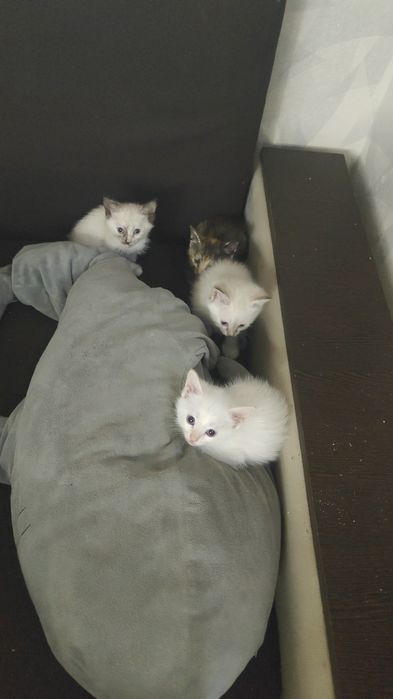 Отдадим котят все девочки