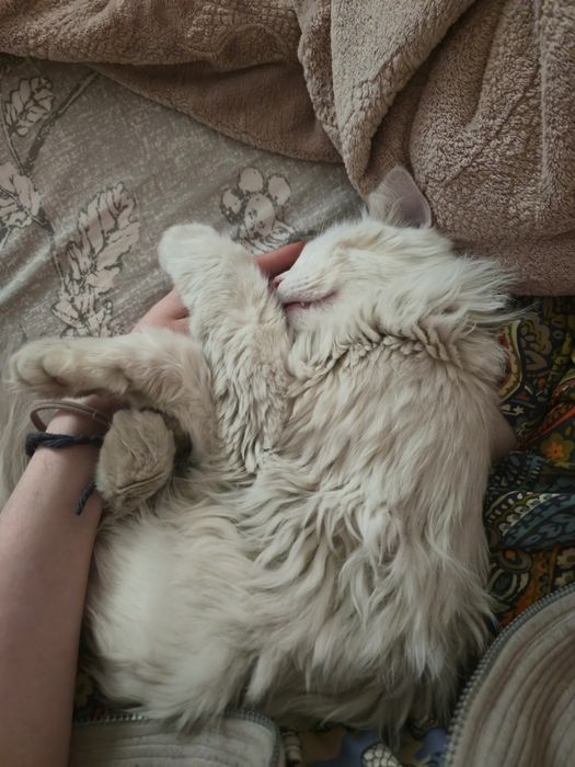 Ручные котики ищут дом!