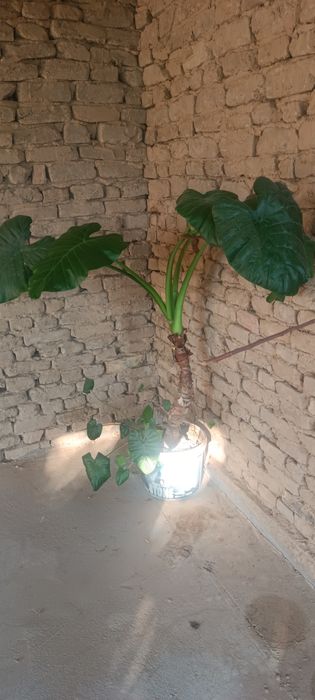 Katta dekorativ xona guli sotiladi
Sog‘lom, chiroyli va katta barg