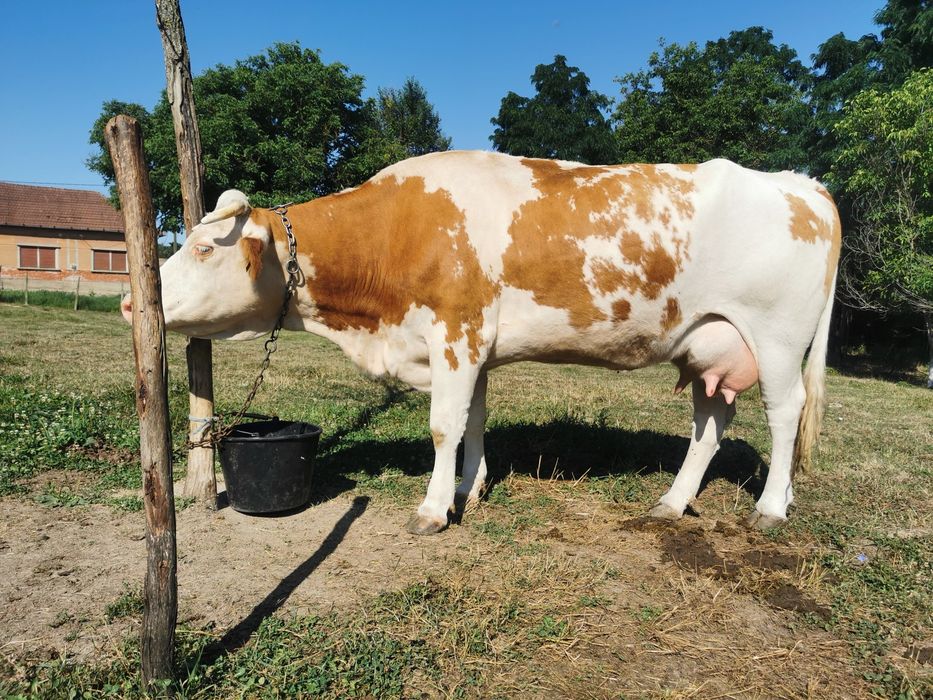 Vacă tânără rasă bălțată românească