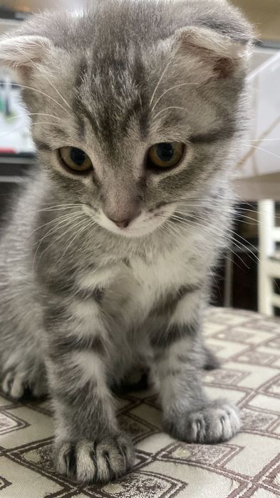 Котенок(мальчик)