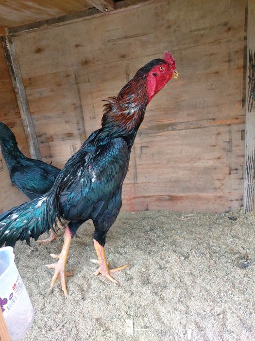 Katta xuruz sotiladi