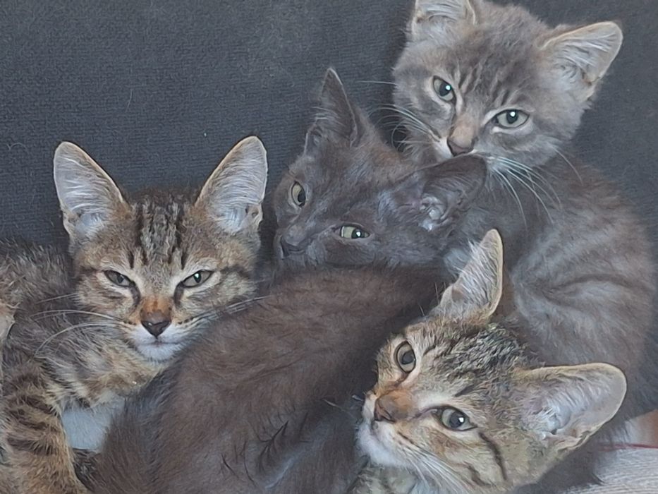 Котята 3 месячные