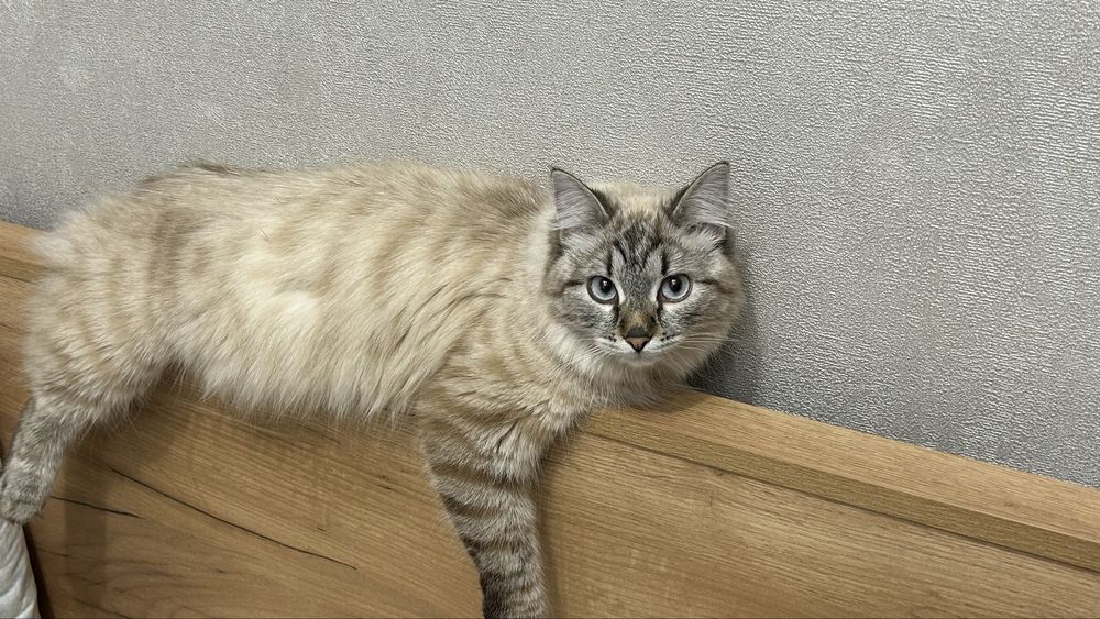 Кошка в добрые руки