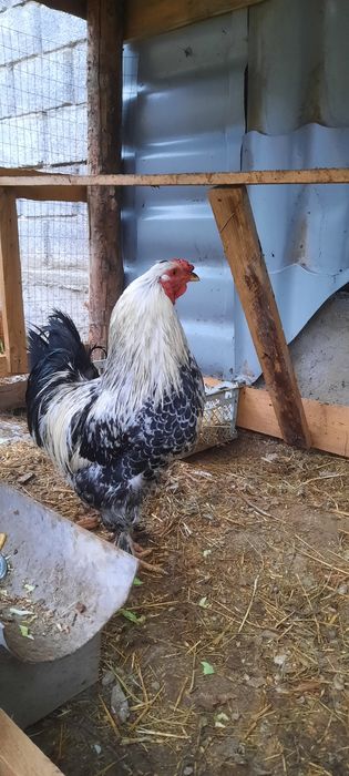 Қораз сатылады 1 шт