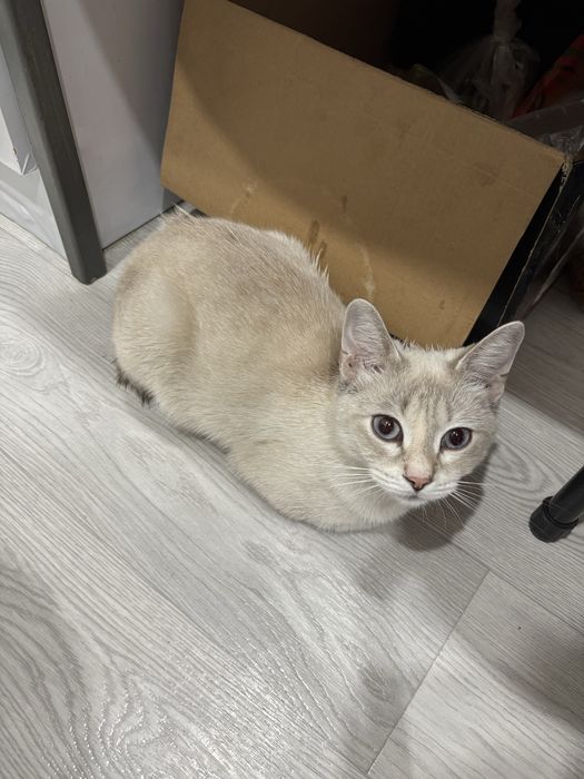 кошечка до года ищет хозяина