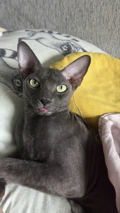 Кот сфинкс бесплатно