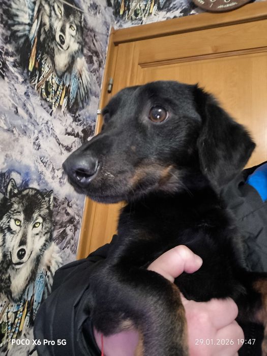 Такса (возможно метис)