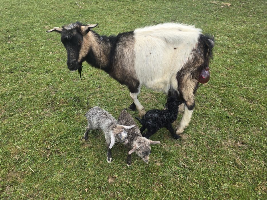 Mieluti de cateva zile!