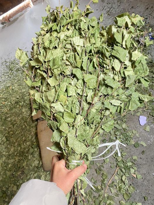 Веник берёза мошный