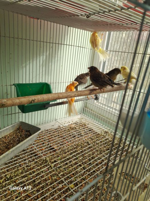 Канарейкалар сотилади.