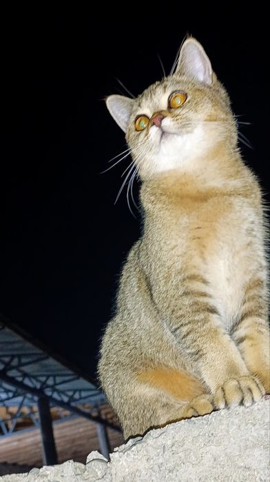 ( Вязка) British Shorthair Chinchilla silver classic Tabby