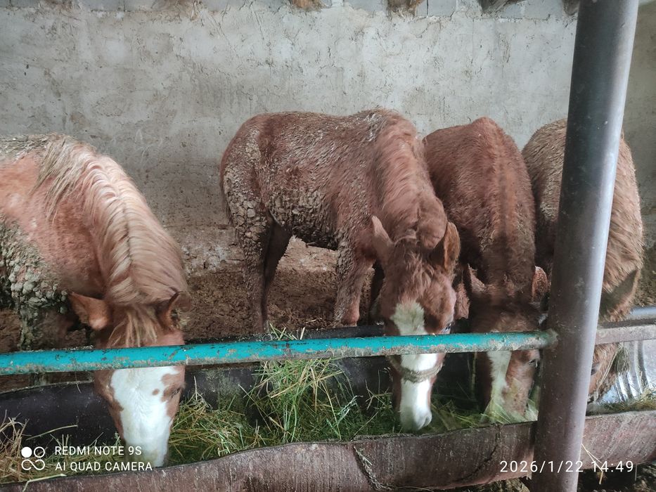 2 бас семіз құнан сатылады